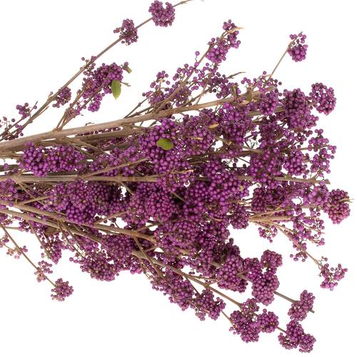 Callicarpa lila Super 70cm 