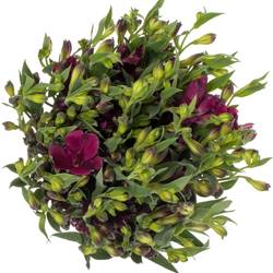 Alstroemerie lila Purplex 12+Blüte 60cm