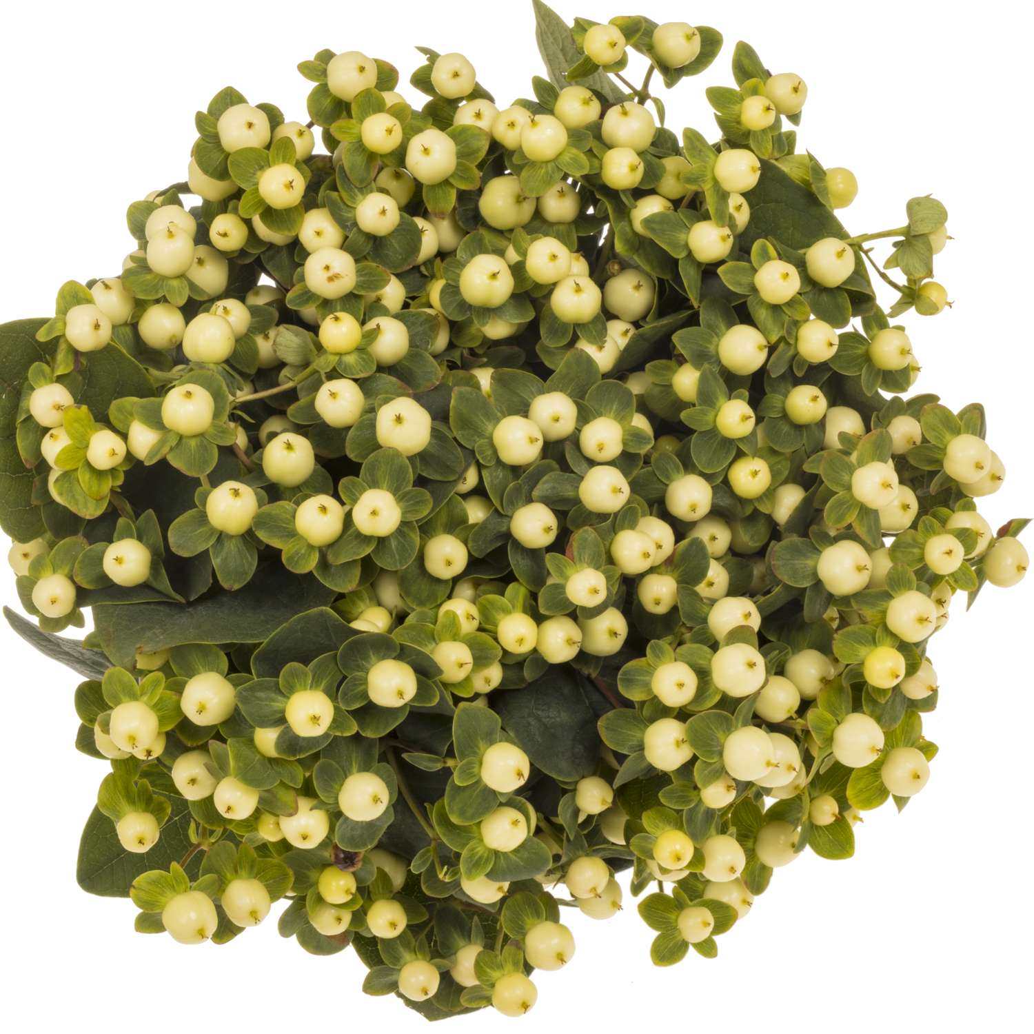 Hypericum creme/weiss Snowprince 70cm