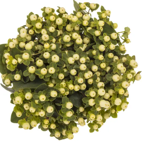 Hypericum creme/weiss Snowprince 70cm