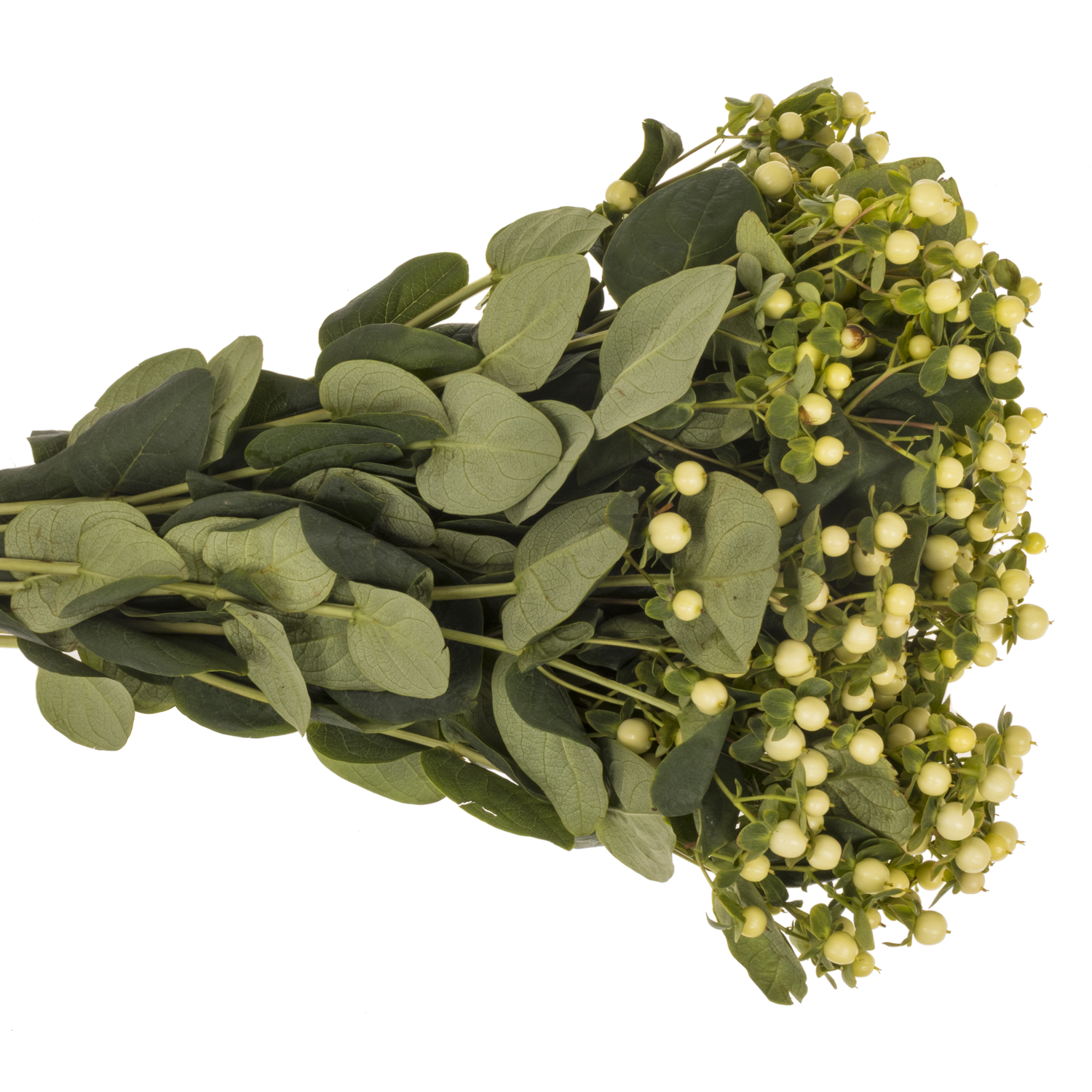 Hypericum creme/weiss Snowprince 70cm