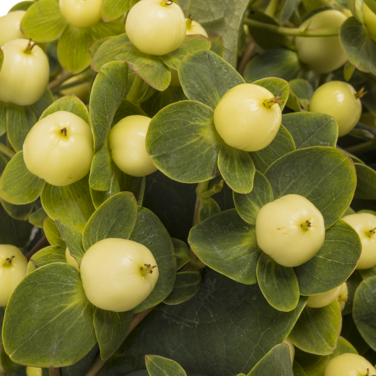 Hypericum creme/weiss Snowprince 70cm