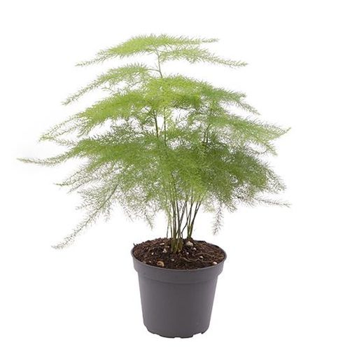 Asparagus Setace. Plumos T6 H20