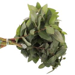 Populus grün Robusta 55cm