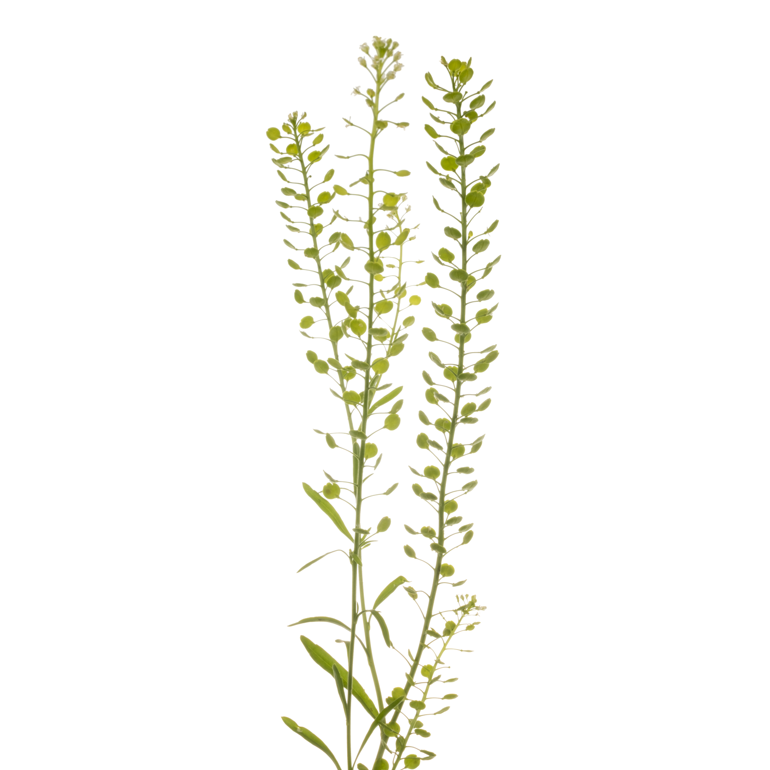 Thlaspi Boogie Woogie dunkel grün-grün 44 Gramm 80cm