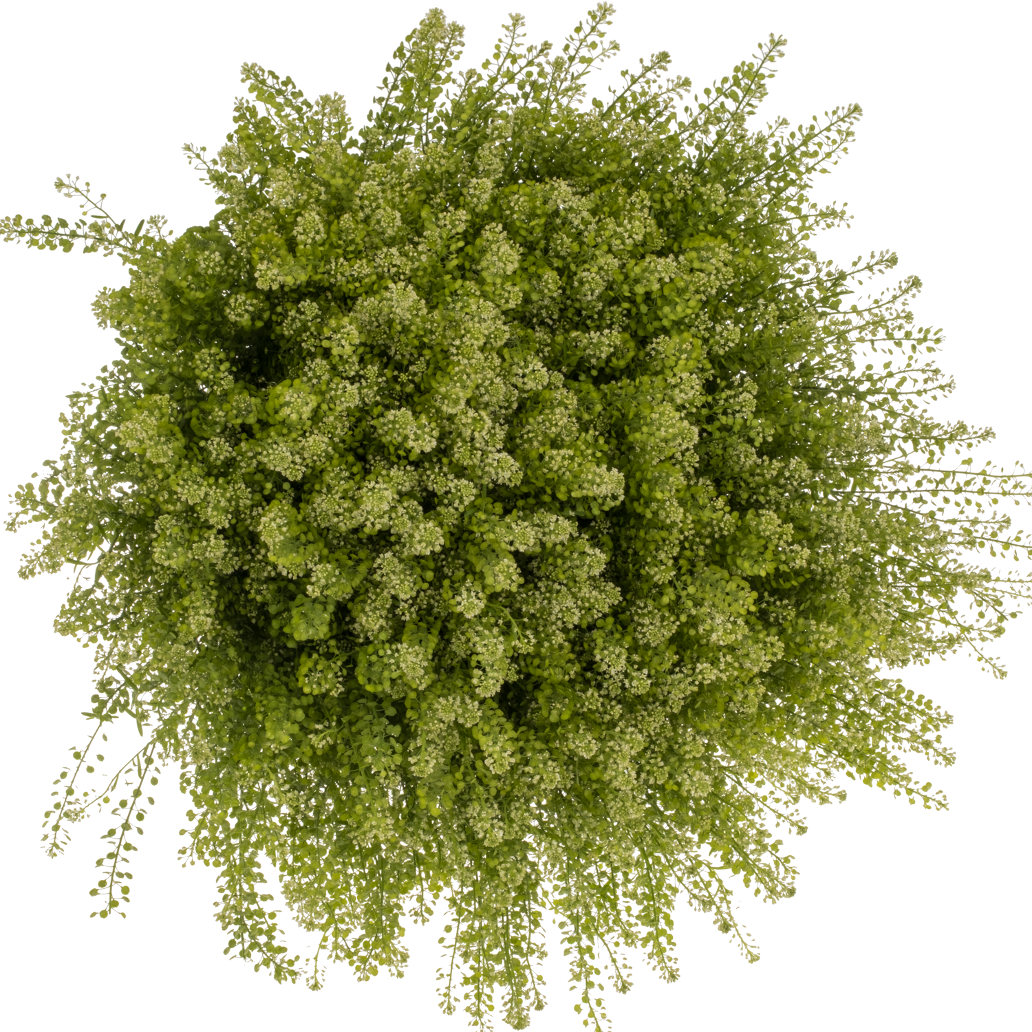 Thlaspi Boogie Woogie dunkel grün-grün 44 Gramm 80cm