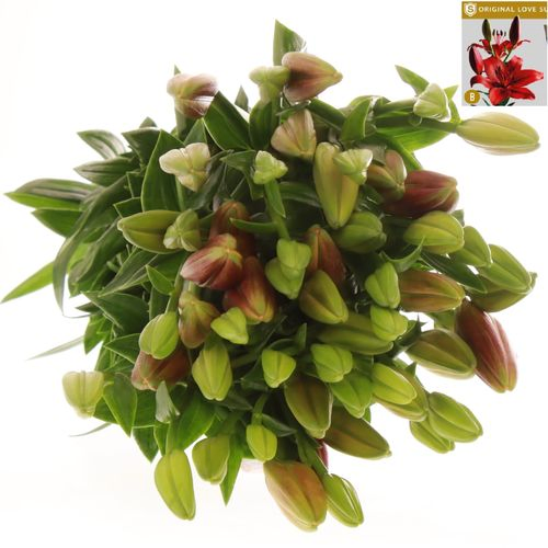 Lilie asiatisch rot Original Supra 4+Blüte 80cm