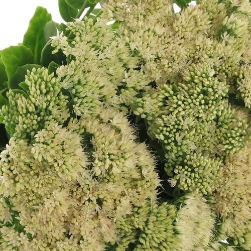 Sedum grün 55cm