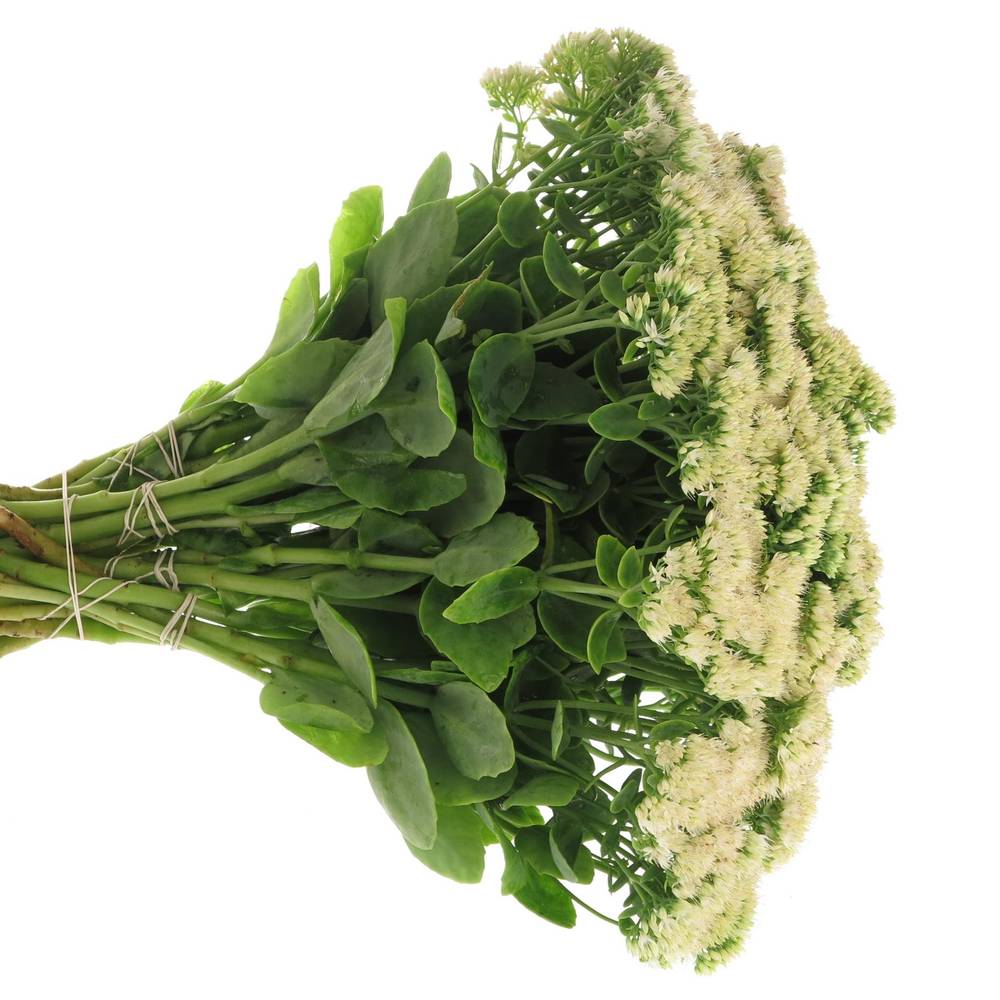Sedum grün 55cm