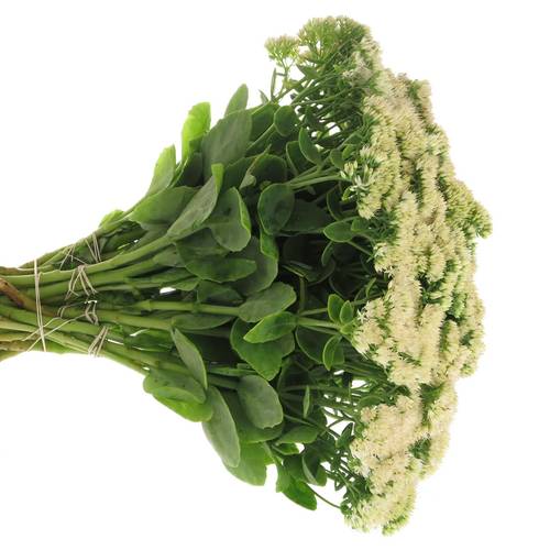Sedum grün 55cm