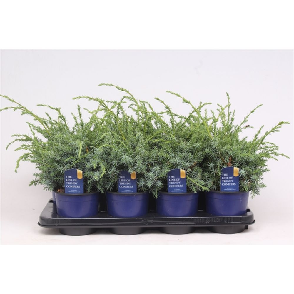Juniperus Chinensis Blue Alps T13 H30