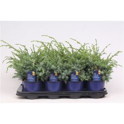 Juniperus Chinensis Blue Alps T13 H30