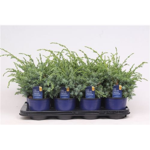 Juniperus Chinensis Blue Alps T13 H30