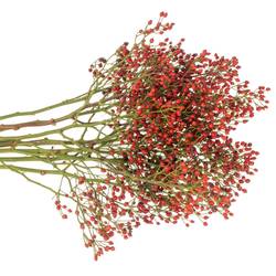 Hagebutte rot Rosefruits Elite 80cm