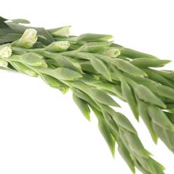Gladiole weiss Nova Zembla 80cm