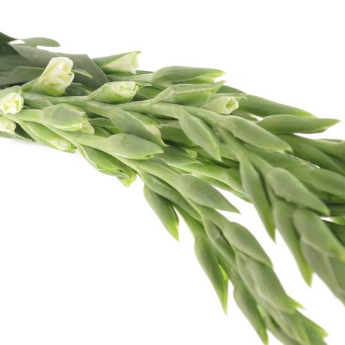 Gladiole weiss Nova Zembla 80cm