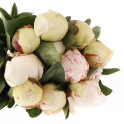 Pfingstrose creme/weiss gef.Elsa Sass 35cm