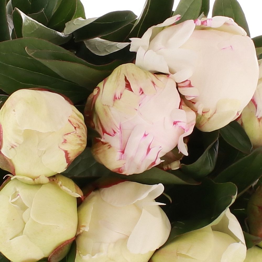 Pfingstrose creme/weiss gef.Elsa Sass 35cm