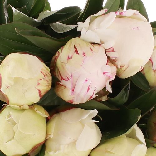 Pfingstrose creme/weiss gef.Elsa Sass 35cm