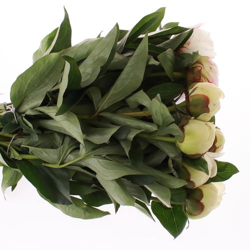 Pfingstrose creme/weiss gef.Elsa Sass 35cm