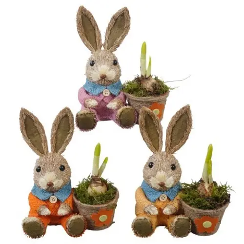 Narzis.Arr PTNP4511 Ostern T18 H020
