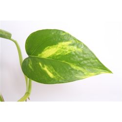 Scindapsus Pinnatum Ampel T17