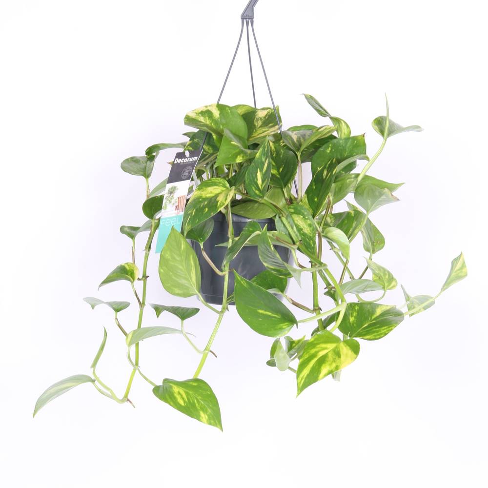 Scindapsus Pinnatum im Ampeltopf T17