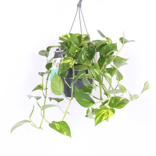 Scindapsus Pinnatum im Ampeltopf T17
