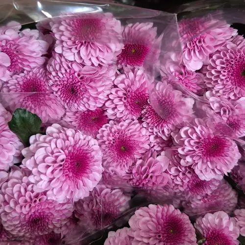 Chrys.Tros rosa-lila Circulo 85Gramm 70cm