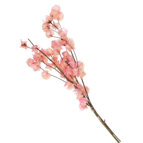Trocken Bougain. hellrosa L45-55cm