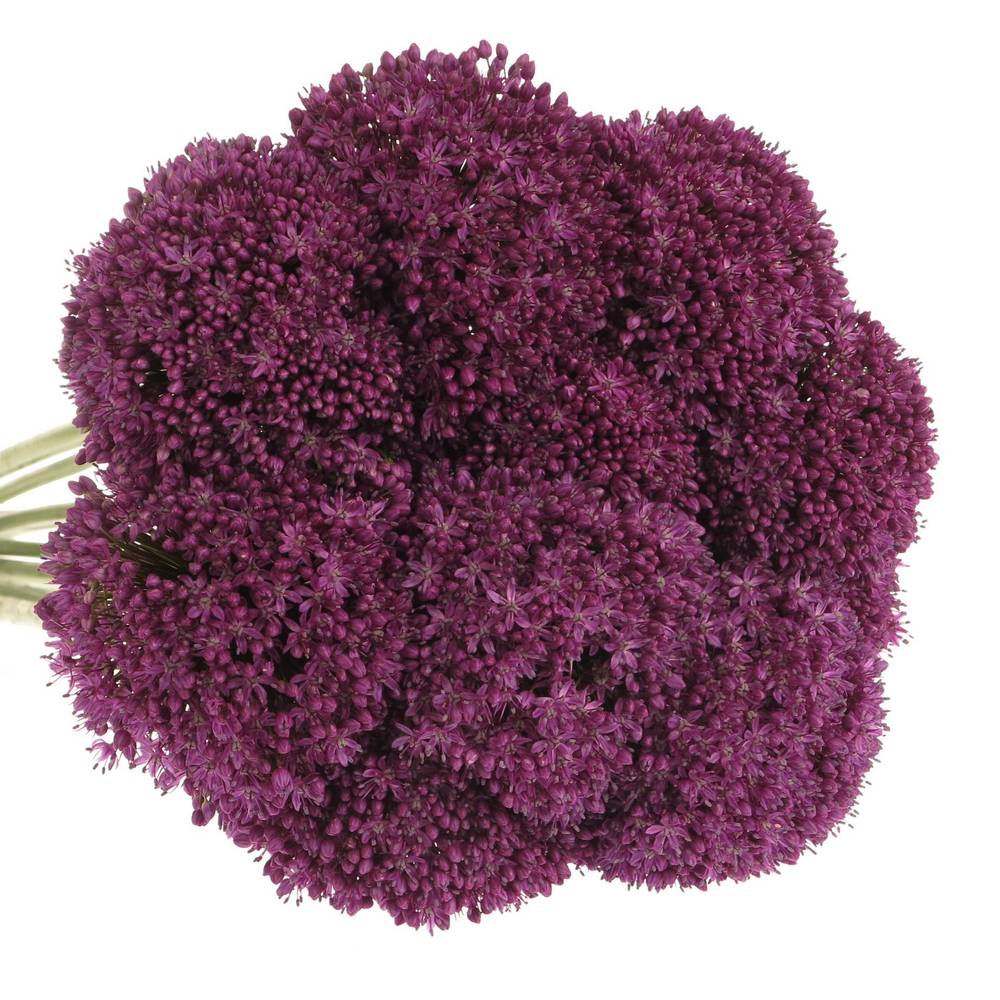 Allium lila Ambassador 75cm