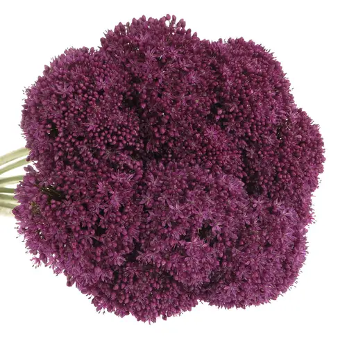 Allium lila Ambassador 75cm