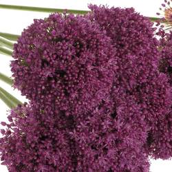Allium lila Ambassador 75cm