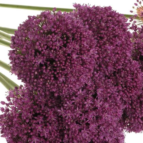 Allium lila Ambassador 75cm