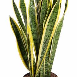 Sanseveria Laurentii T21 H080
