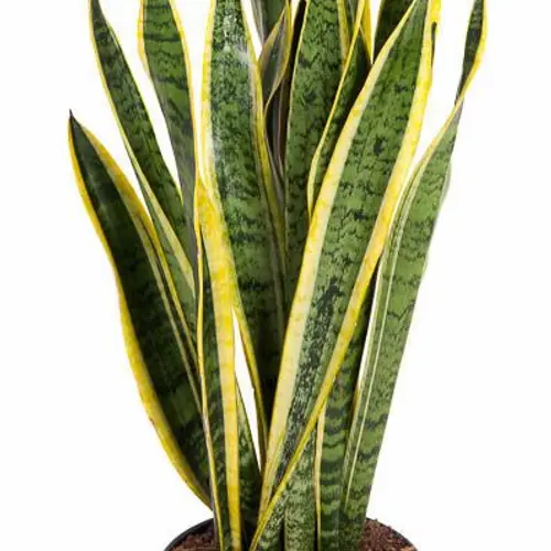 Sanseveria Laurenti T21 H080