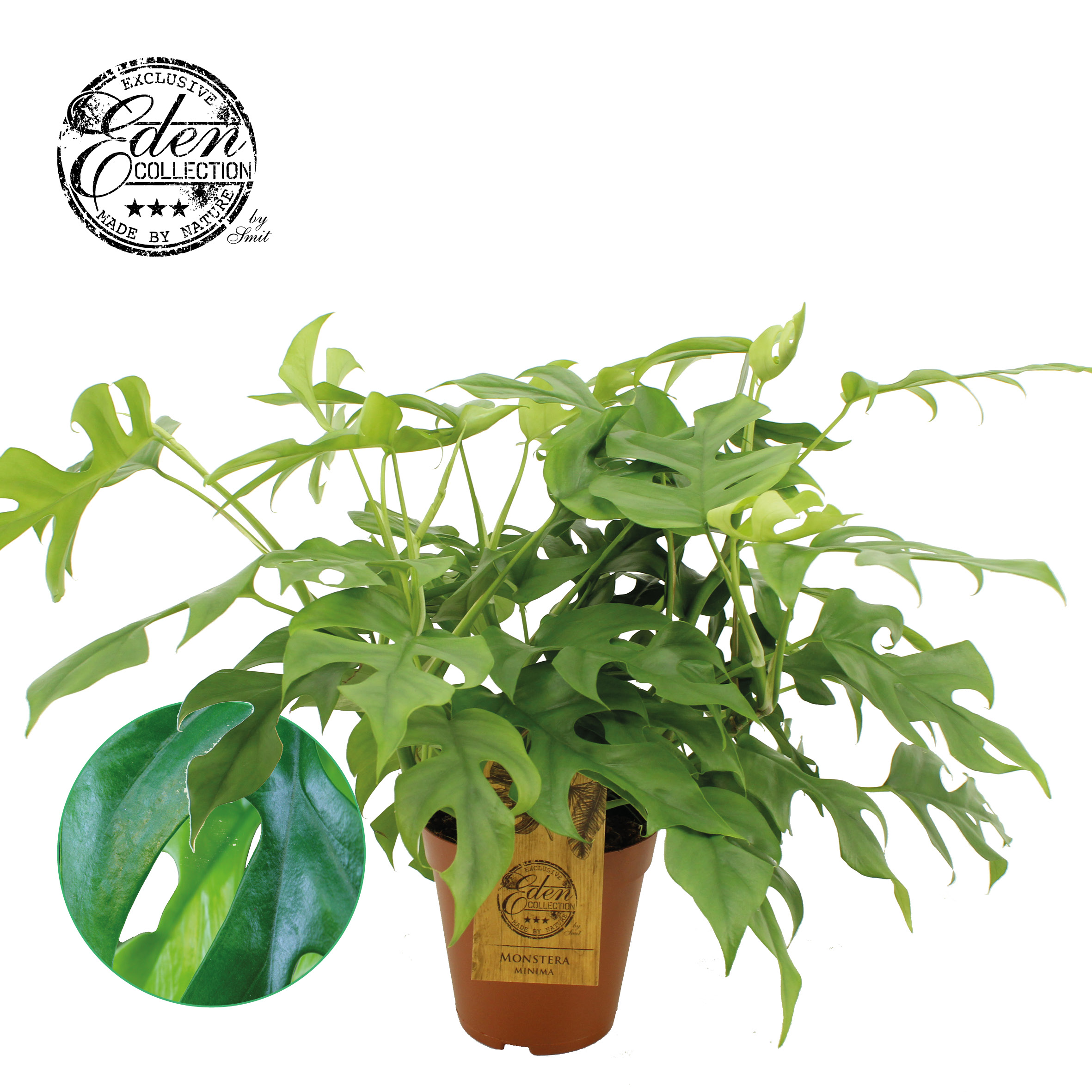 monstera selten Monstera deliciosa var sierrana main image 0