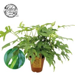 Monstera Minima T15 H040