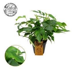 Monstera Minima T15 H040