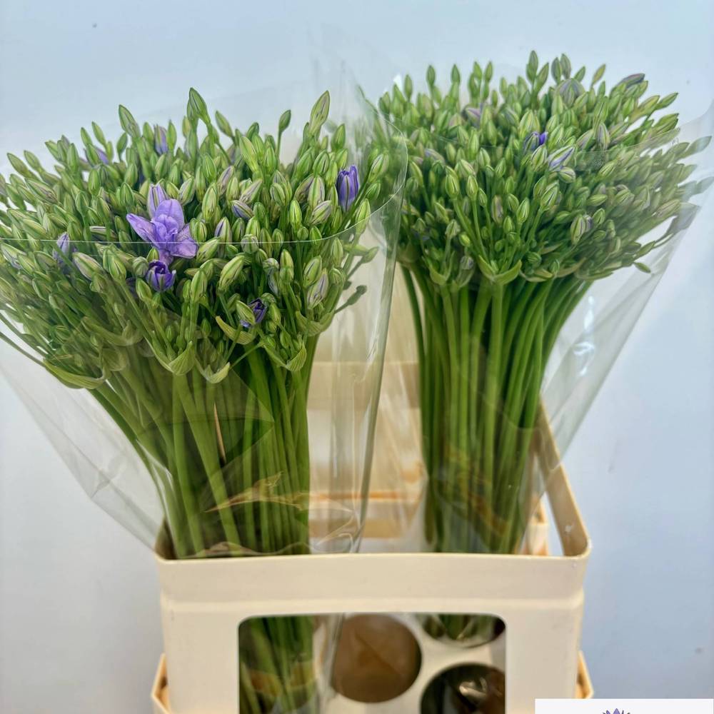 Brodea lila Twin Sisters 55cm