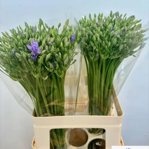 Brodea lila Twin Sisters 55cm