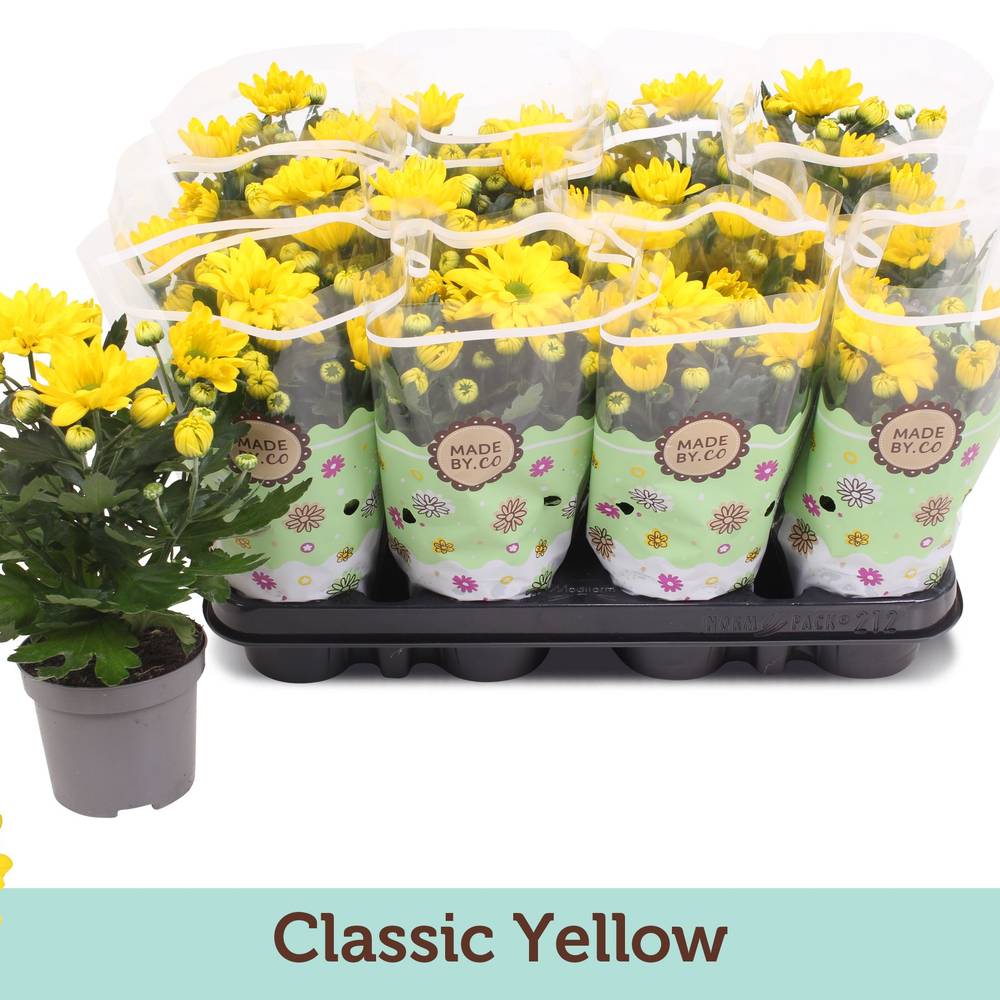 Chrysantheme gelb T09 H022