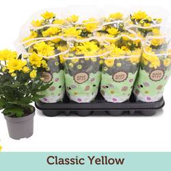 Chrysantheme gelb T09 H022