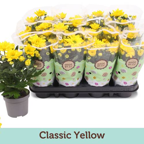 Chrysantheme gelb T09 H022