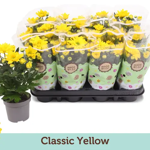 Chrysantheme gelb T09 H022