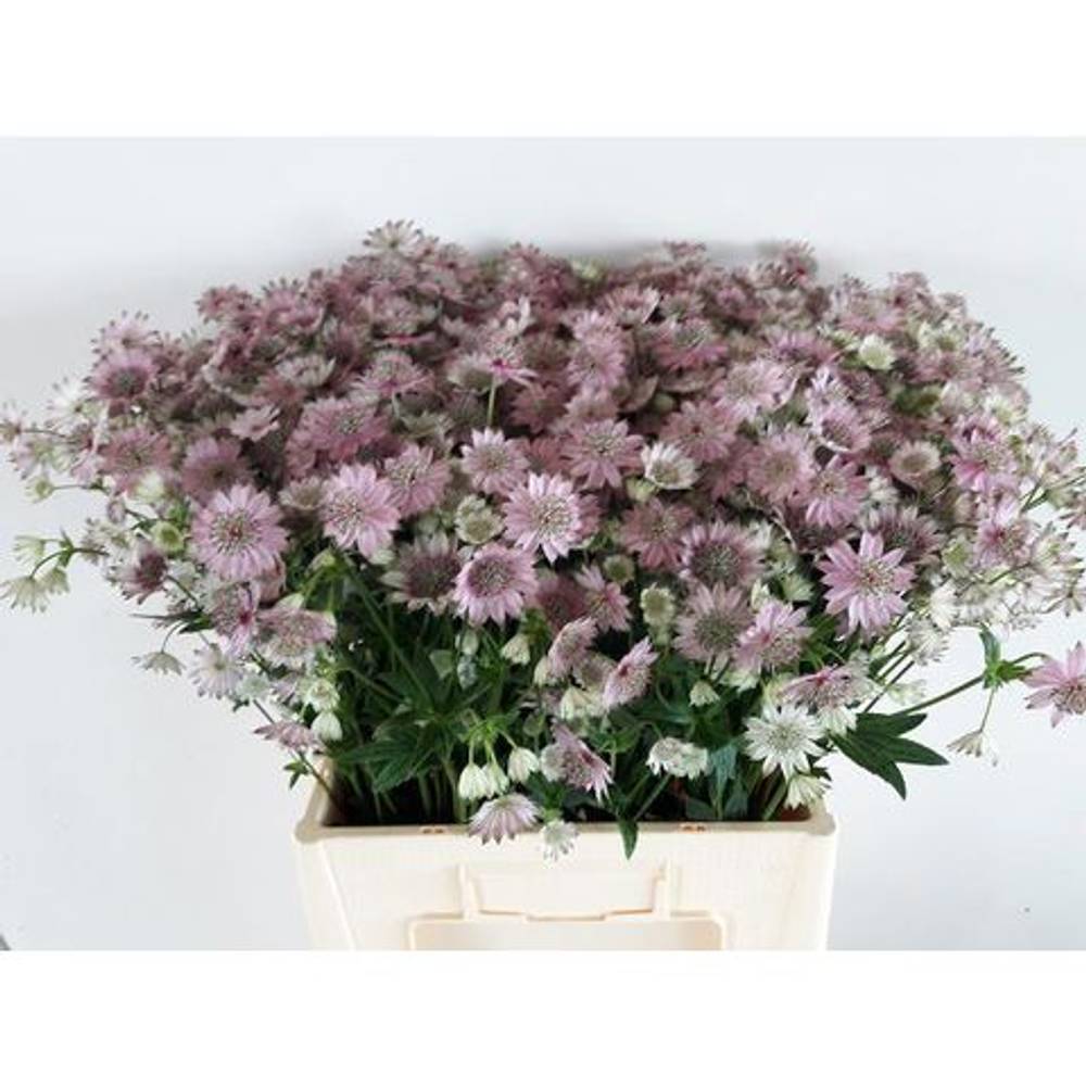 Astrantia hell rosa First 65cm