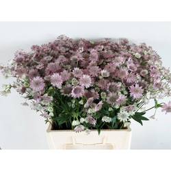 Astrantia hell rosa First 65cm