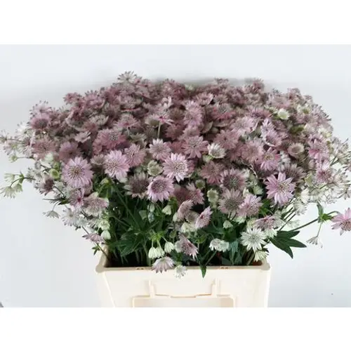 Astrantia hell rosa First 65cm
