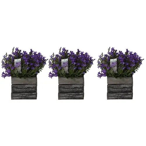 Camp.Arr blau Holztop T12 H025