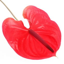 Anthurium cerise Enjoy Blüte 13cm